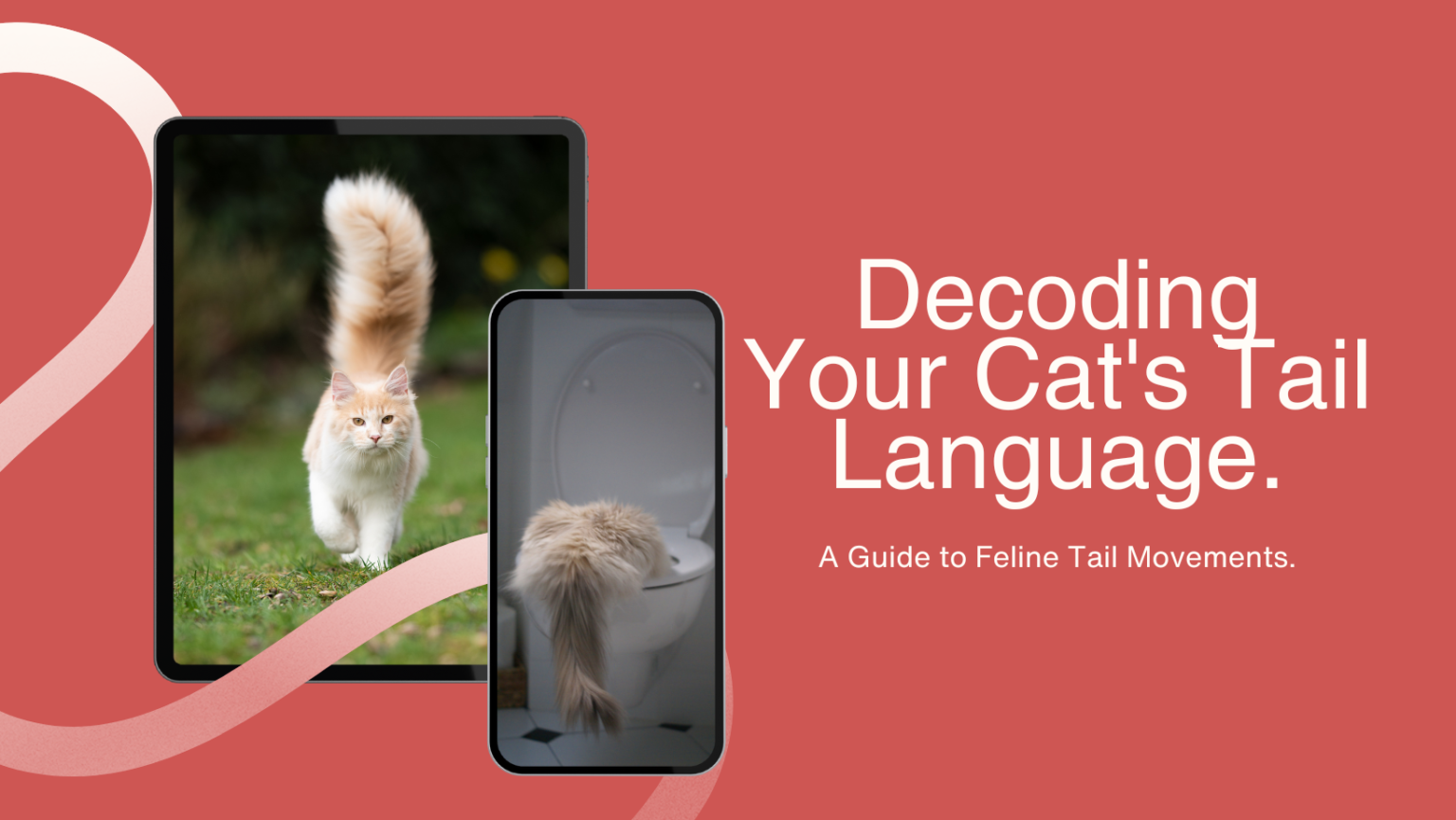 Decoding Your Cats Tail Language Feline Tail Movements 