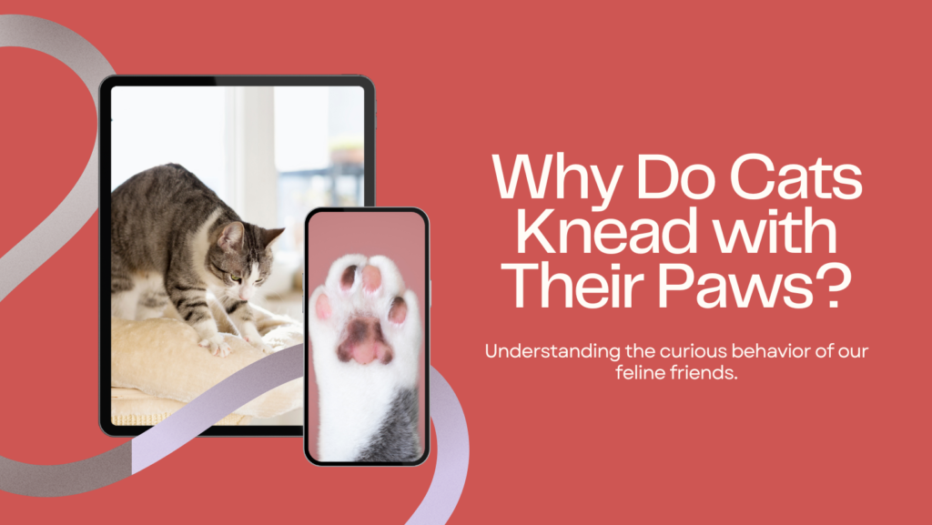 Why Do Cats Knead With Their Paws Story Cat Lover   Why Do Cats Knead With Their Paws Cover 1024x577 